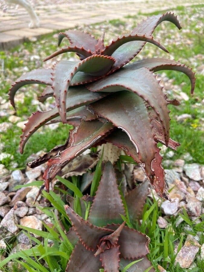 Aloe 2
