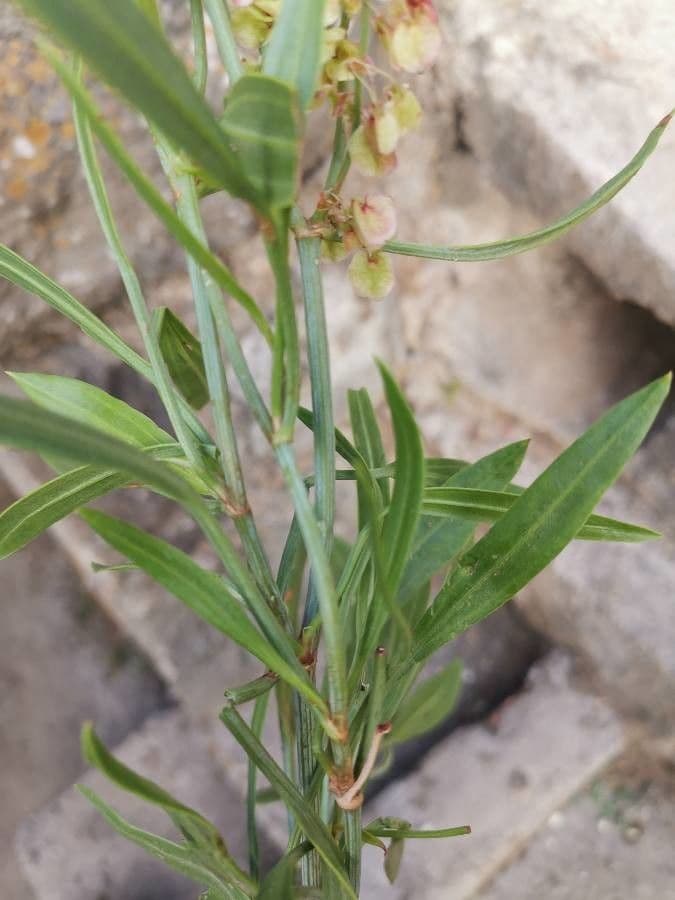 Acetosa nervosa 2