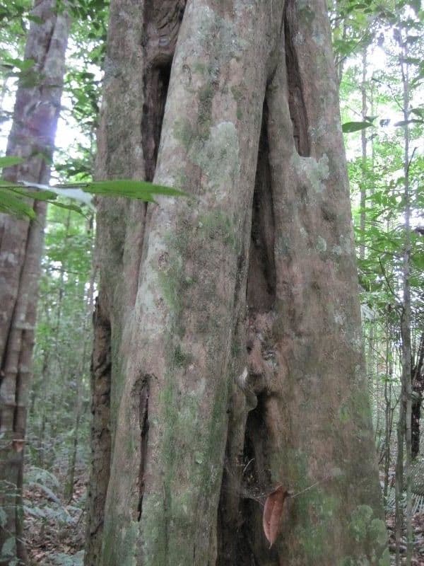 Minquartia guianensis 15