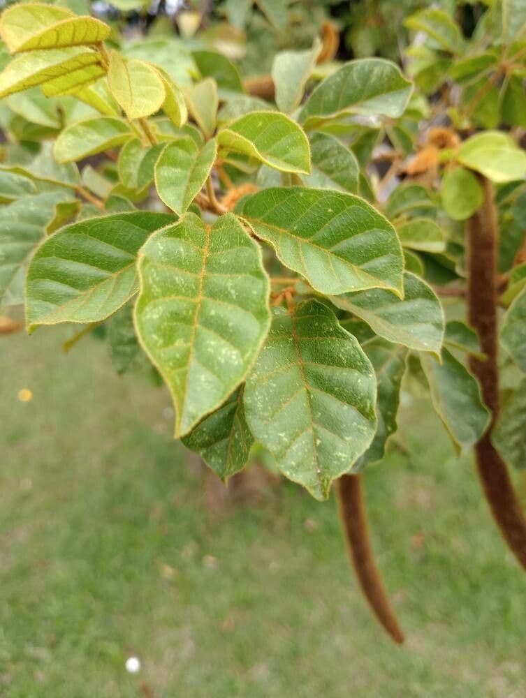 Handroanthus 8