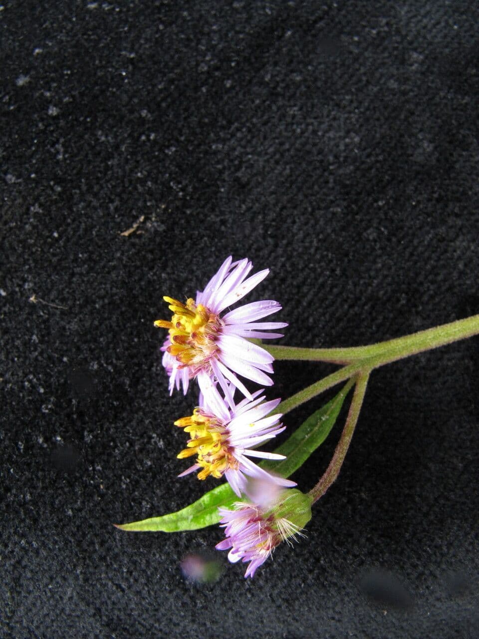 Aster 4