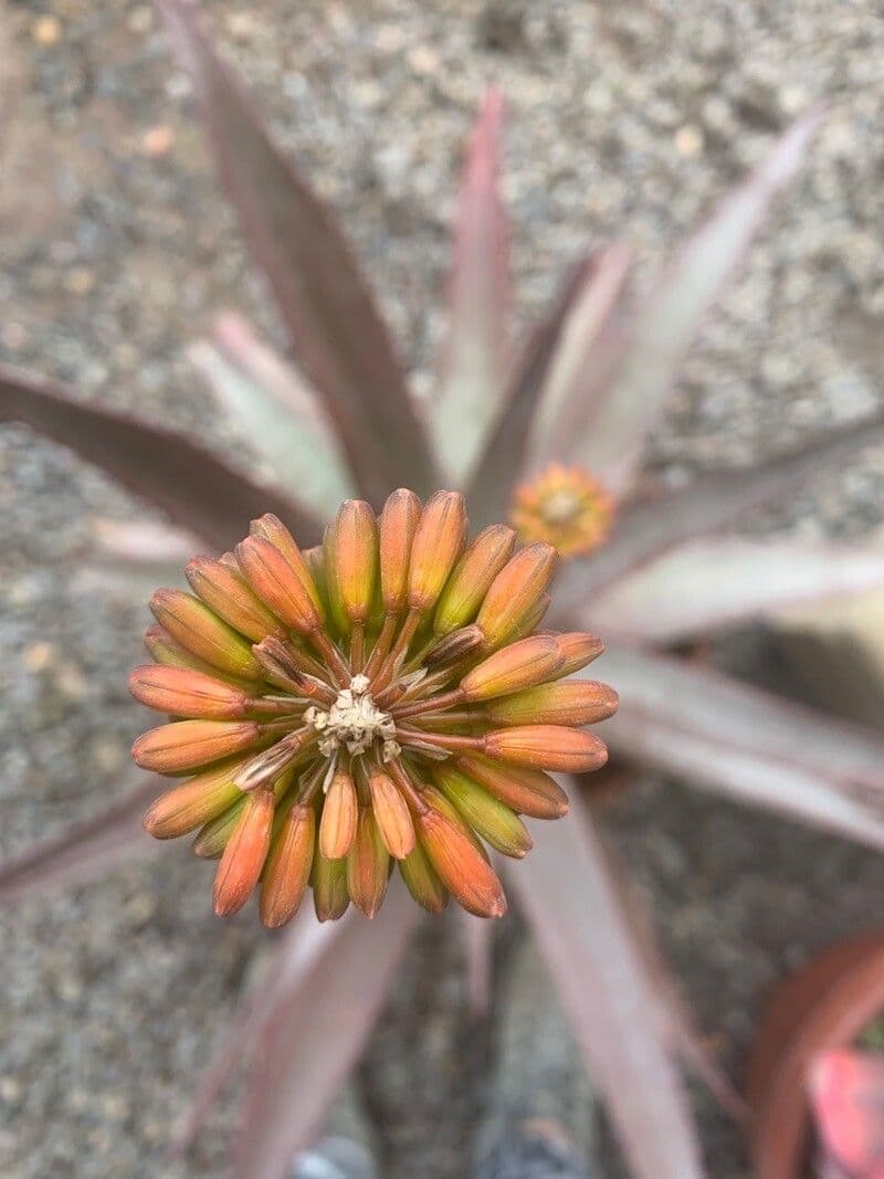 Aloe 2