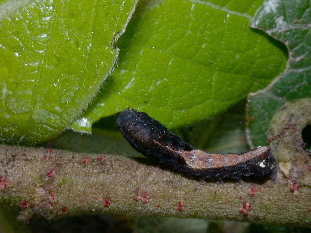 Dichapetalum 17