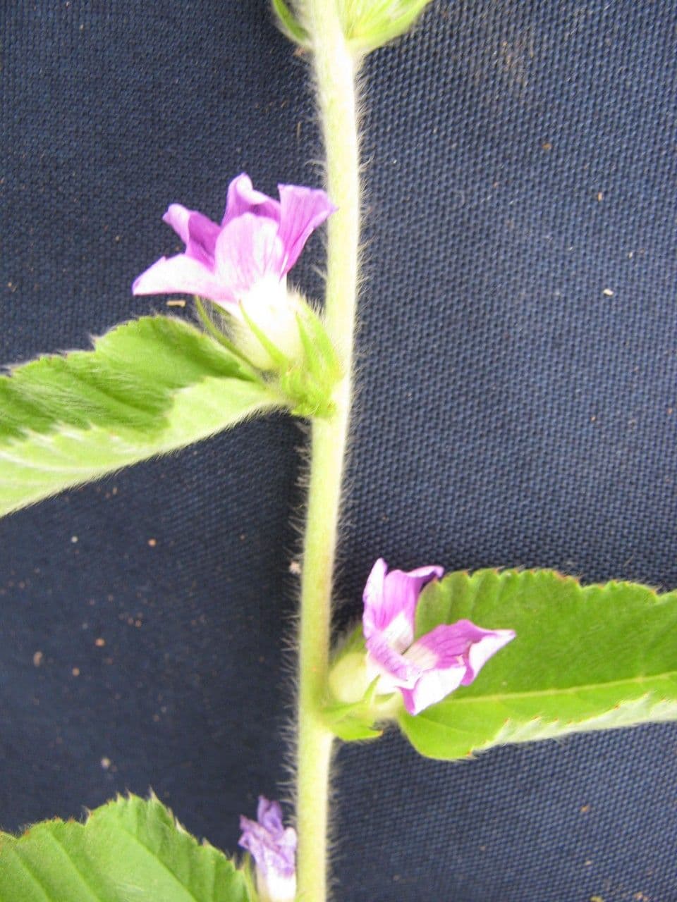 Melochia villosa 17