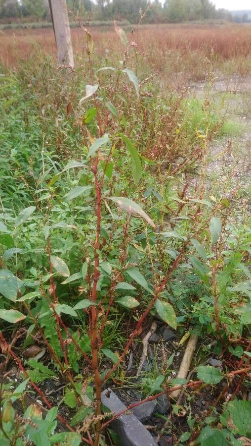 Persicaria de hoja de acedera 12