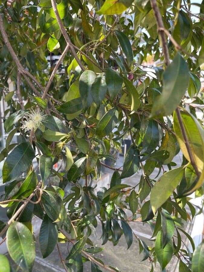 Syzygium paniculatum 17