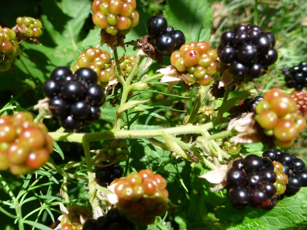 Brombeere 3