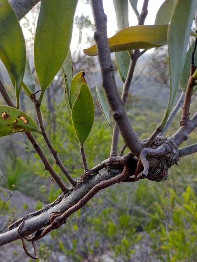 Dendrophthoe 2