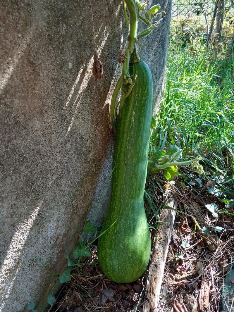 Zucca moscata 2