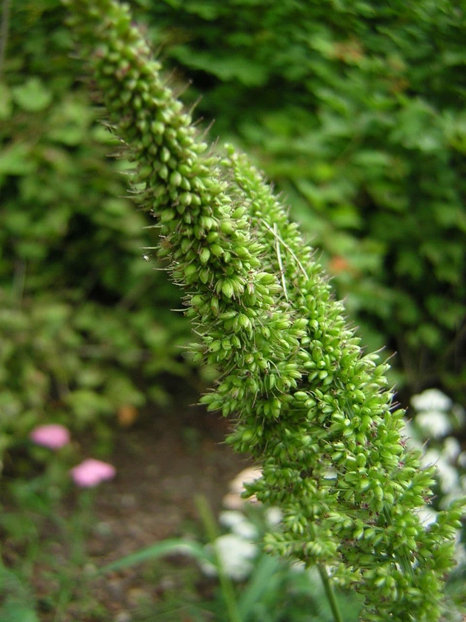 Pabbio verticillato 2