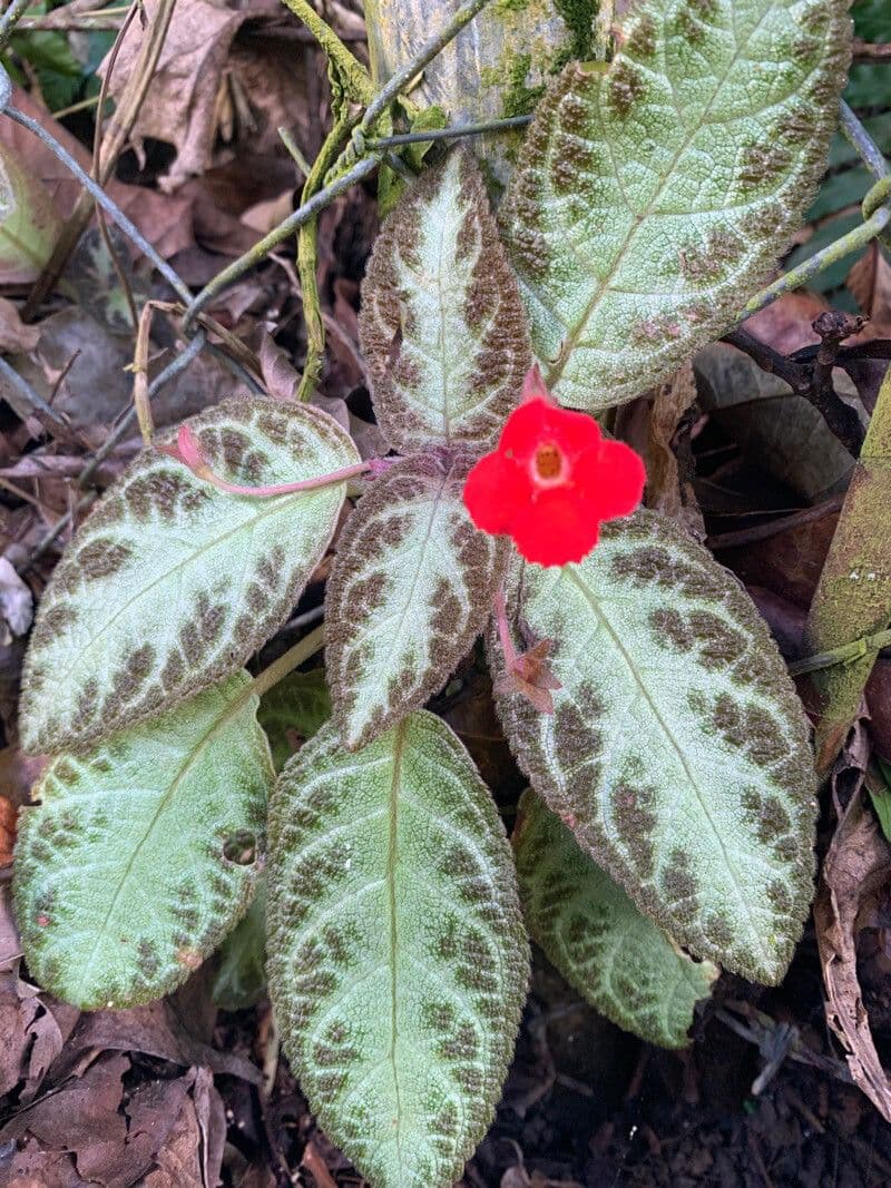 Episcia cupreata 20