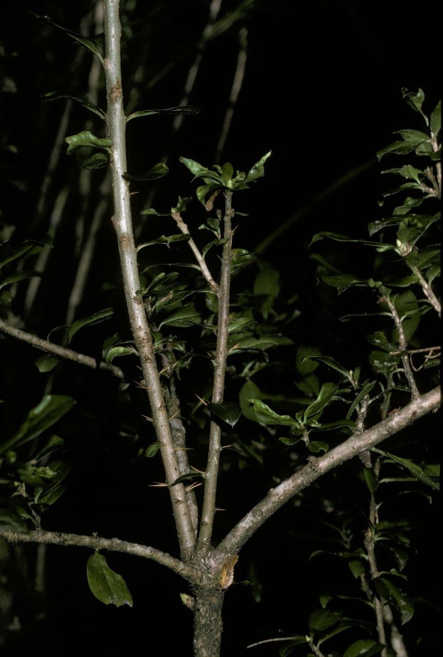 Archidasyphyllum 12