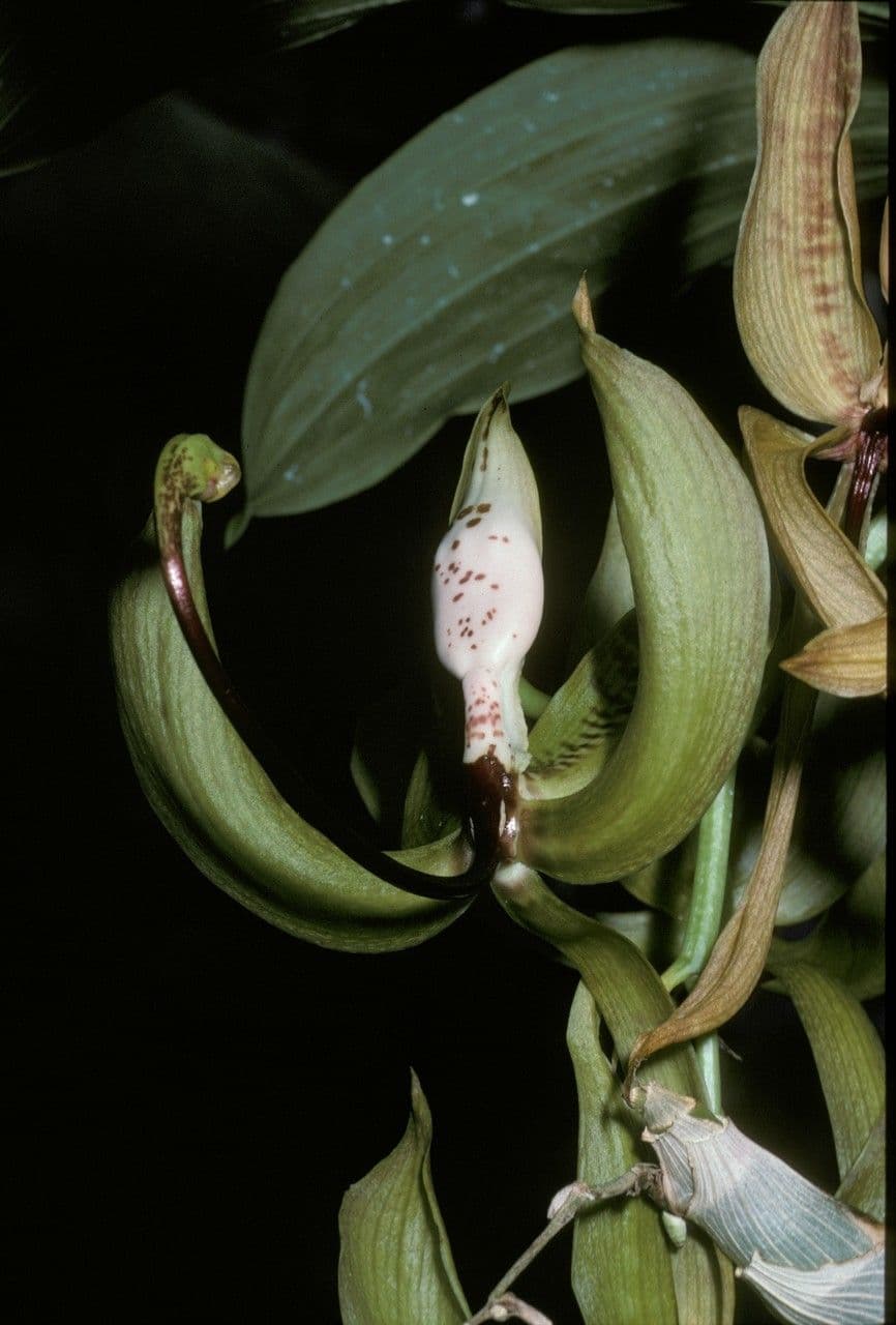 Cycnoches