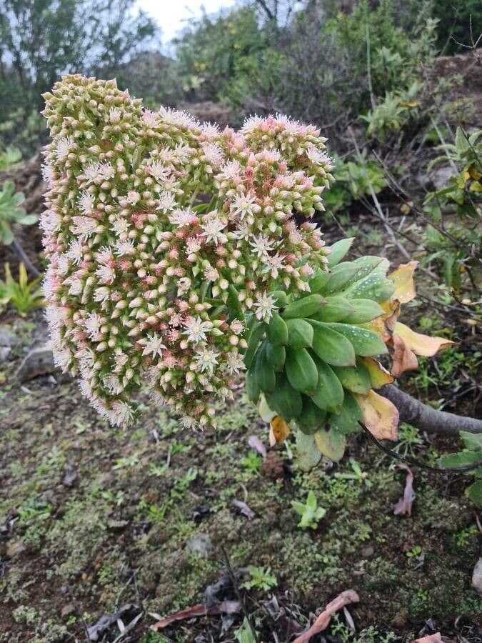 Aeonium 5