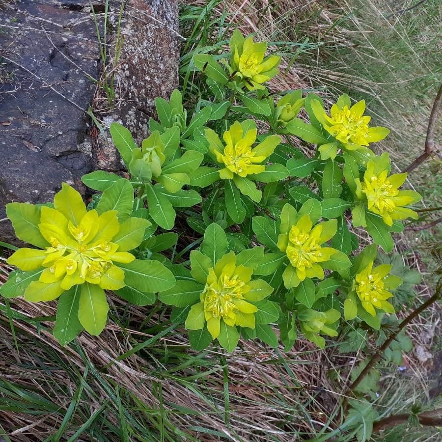 Irisches Wolfsmilch 8
