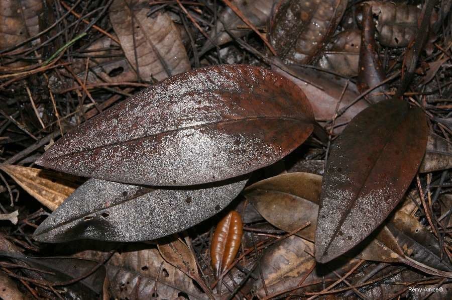 Pachyplectron 8