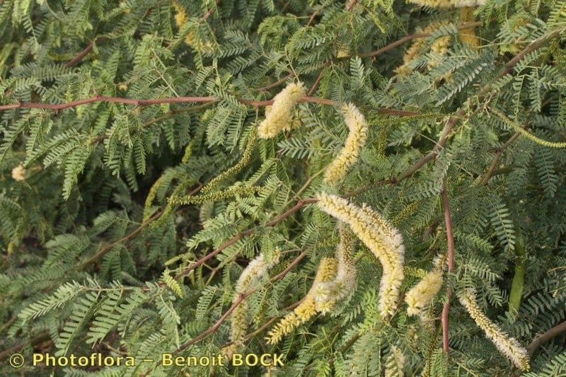 Prosopis 27
