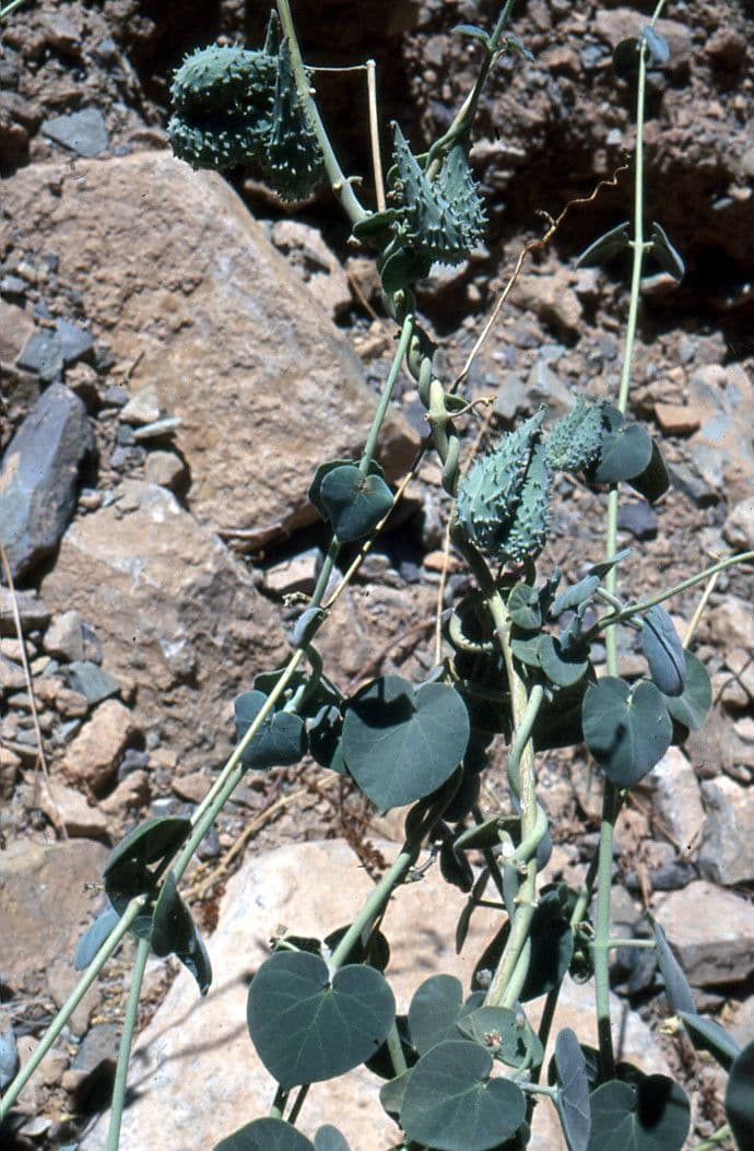 Pergularia tomentosa 27