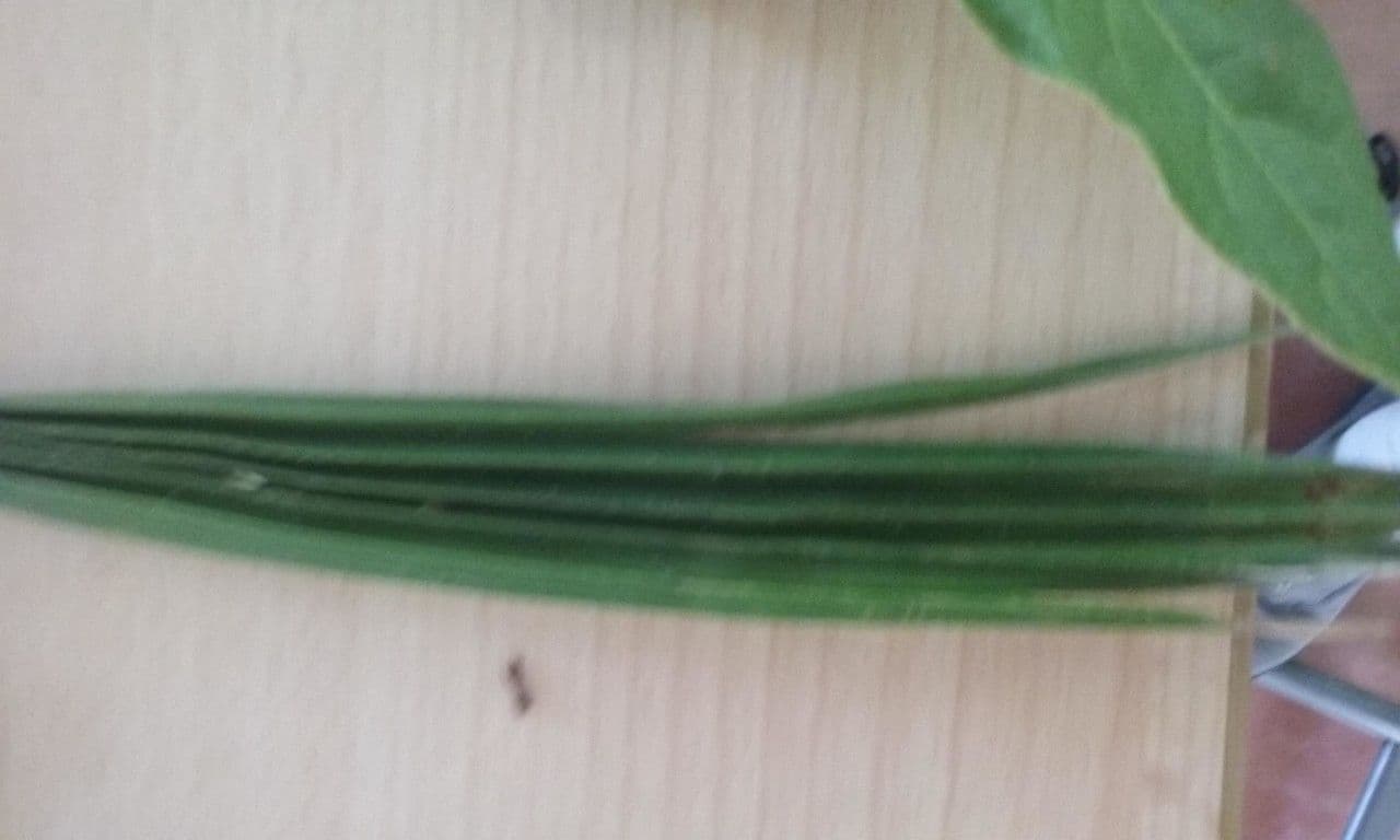 Brome lancéolé 17