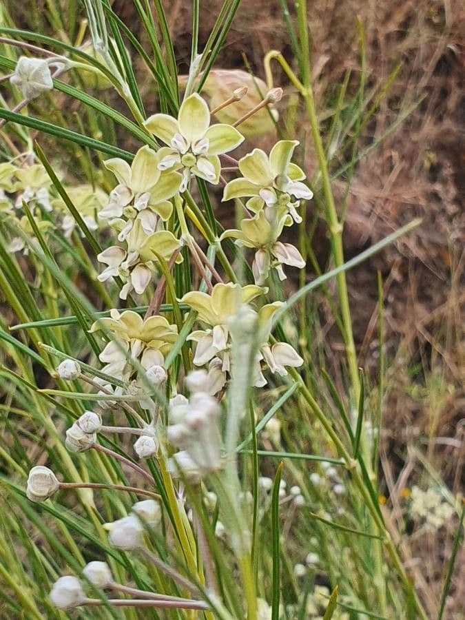 Gomphocarpus 7