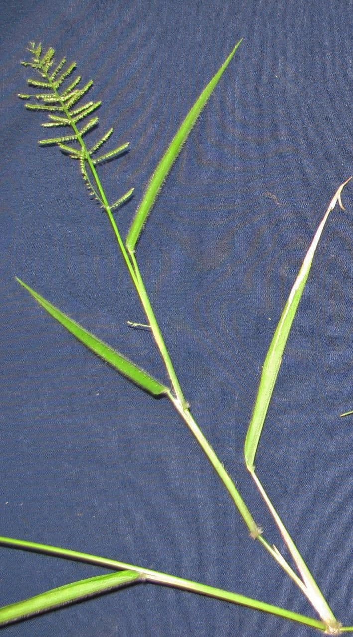Panicum pilosum 7