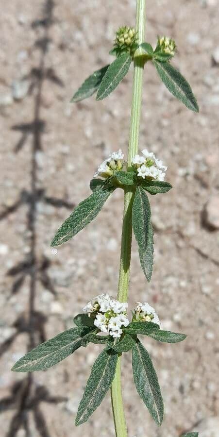 Lippia