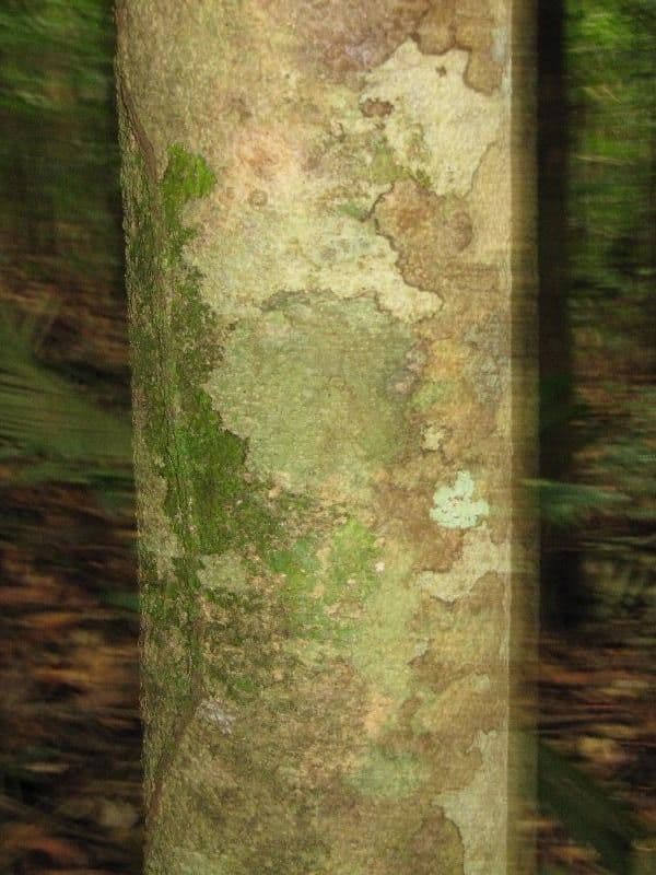 Drypetes variabilis 12
