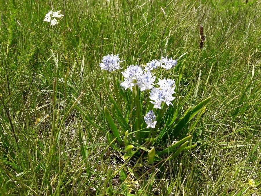 Scilla vernale 4