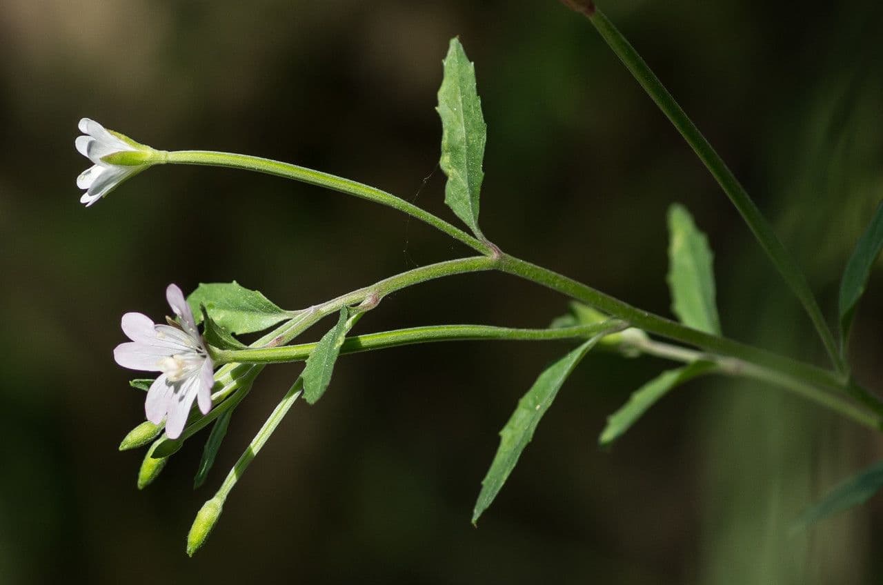 Epilobium lanceolatum 21