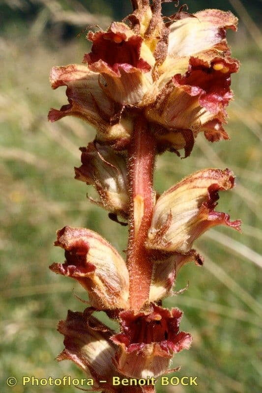 Orobanche del ginestrone 26