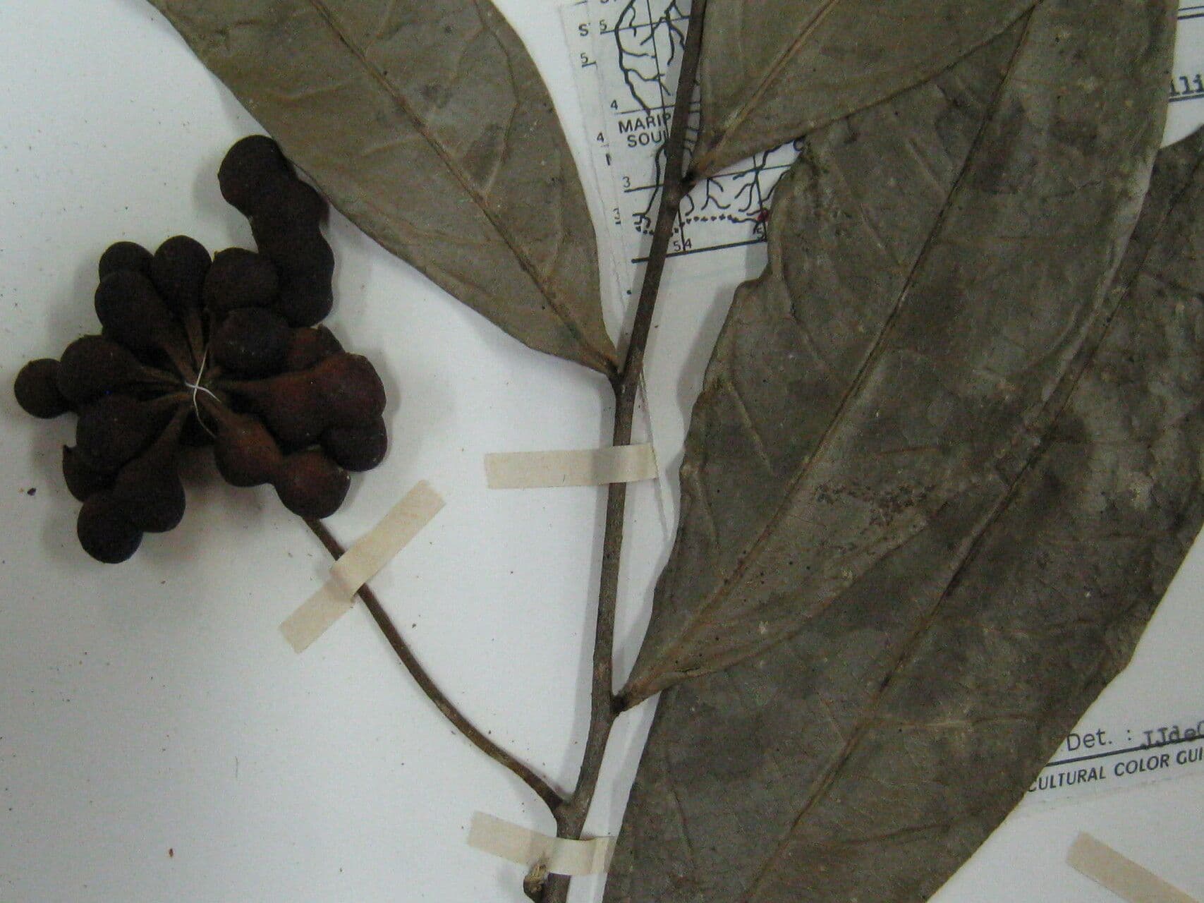 Cymbopetalum 11