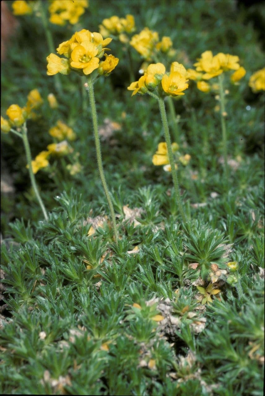 Draba