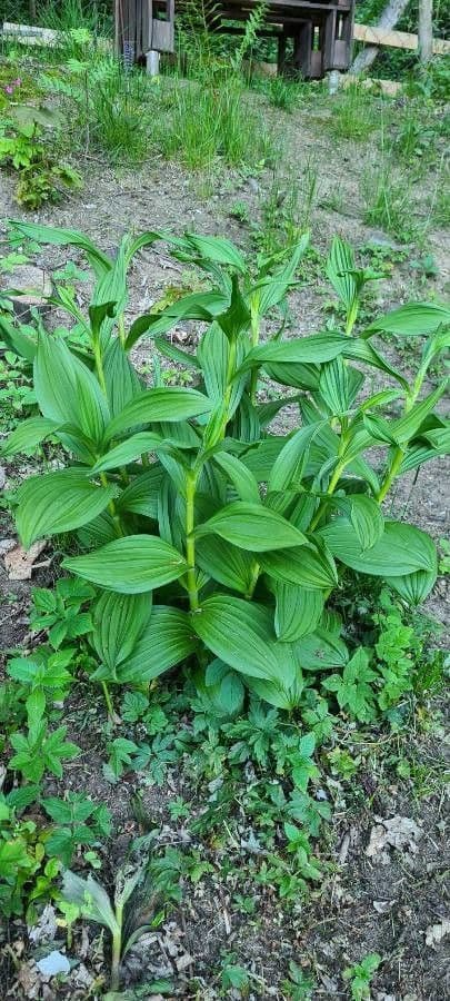 Vedegambre blanco 13