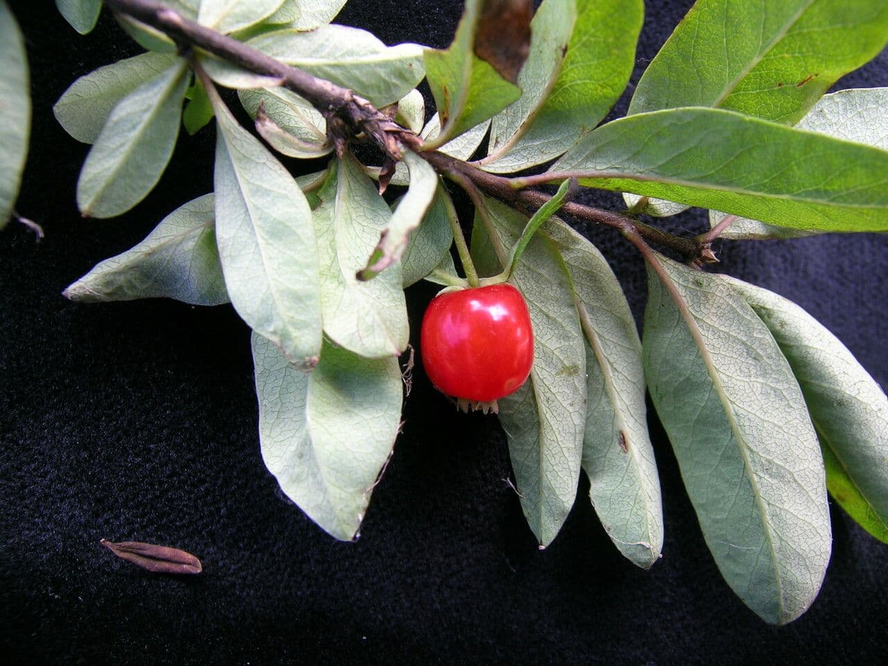 Geißblatt 7