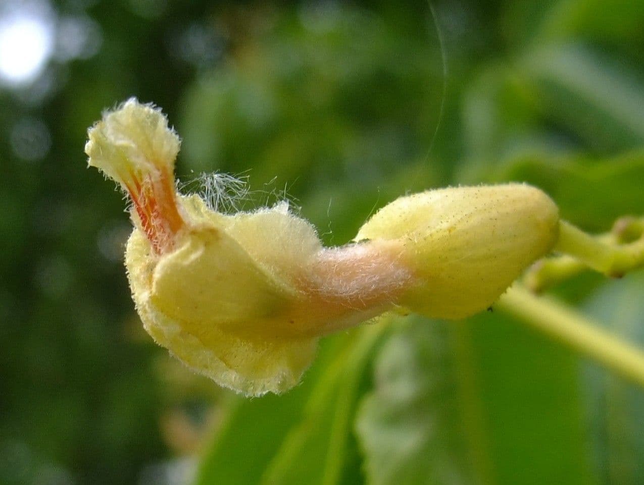 Ippocastano giallo 15