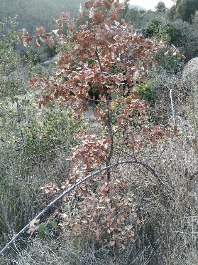 Quejigo 14