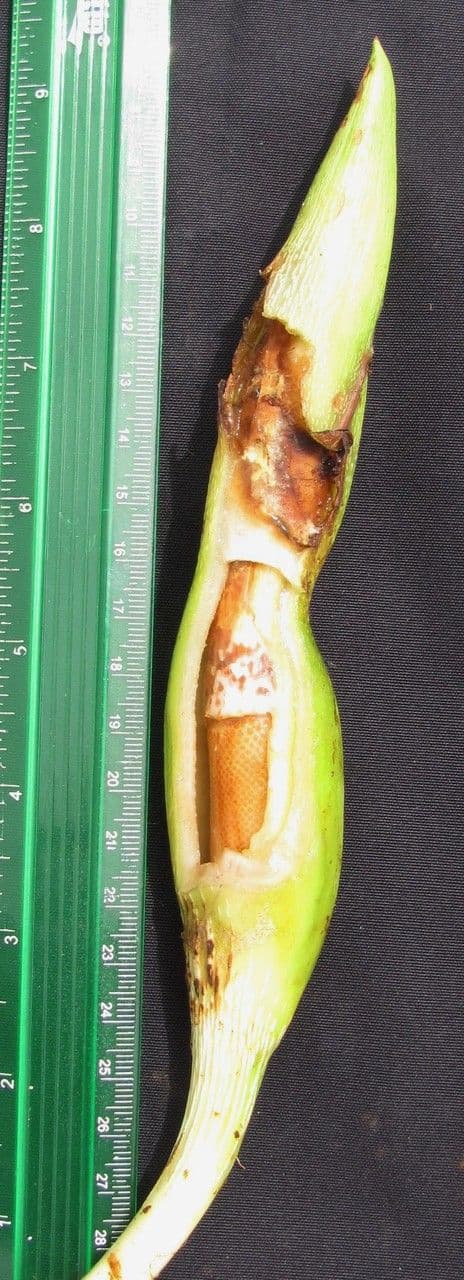 Filodendro 2