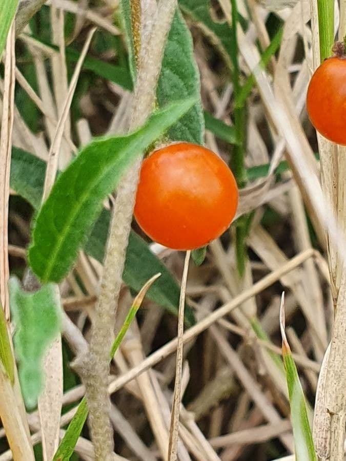 Solanum 2