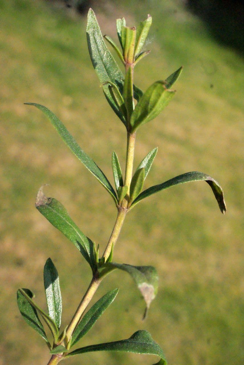 Issopo 28