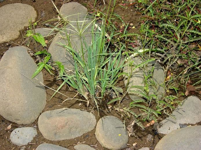 Chloris promienna 2