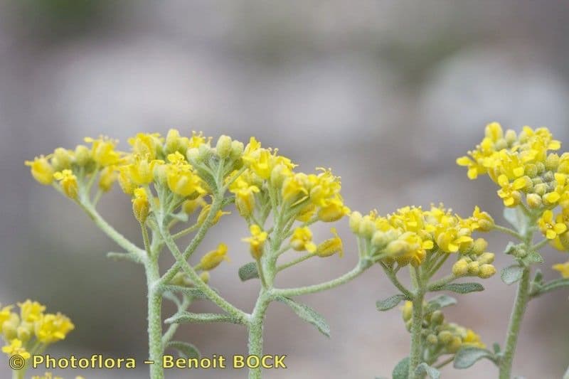Alyssum serpyllifolium 18