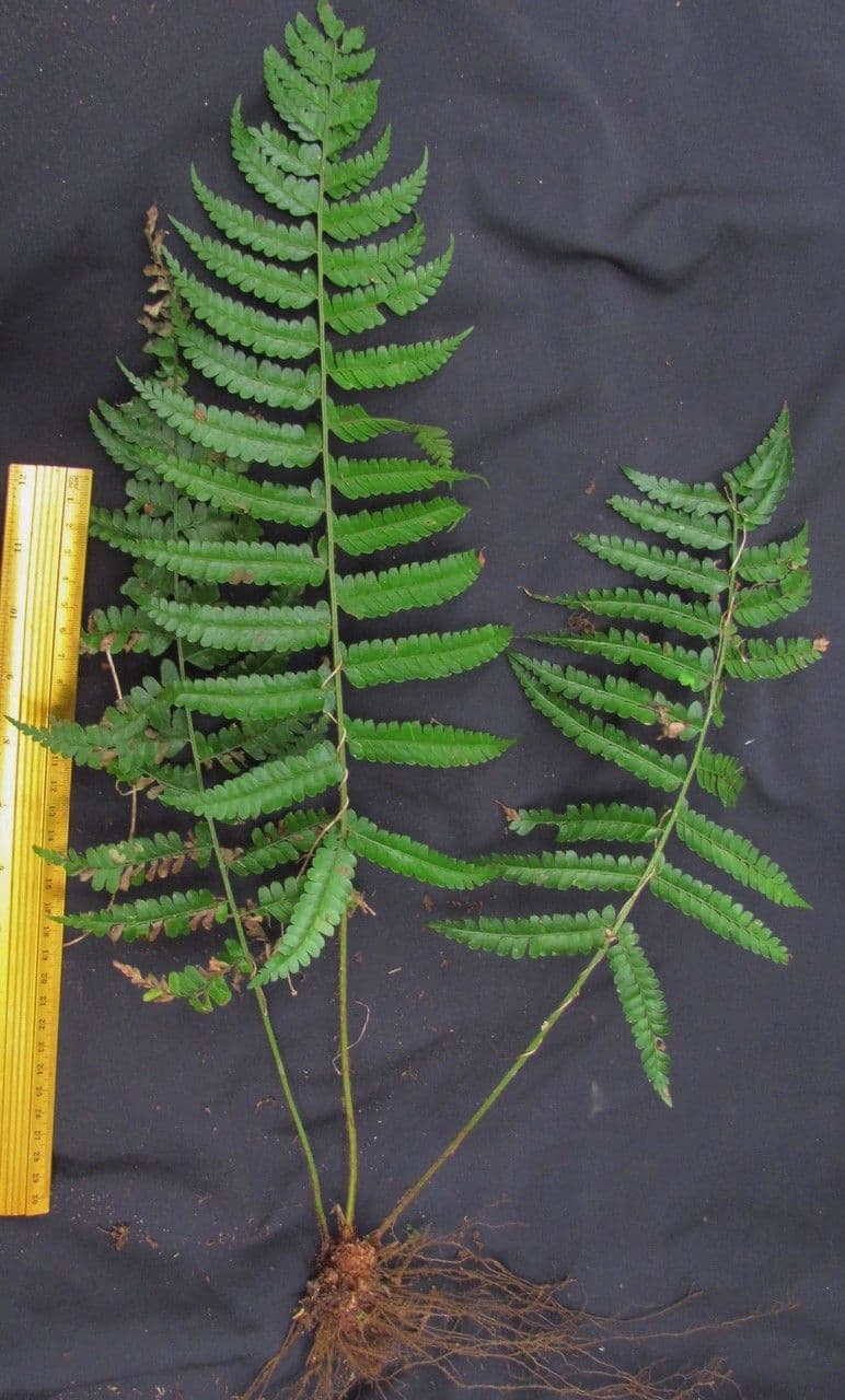 Polystichum platyphyllum 4