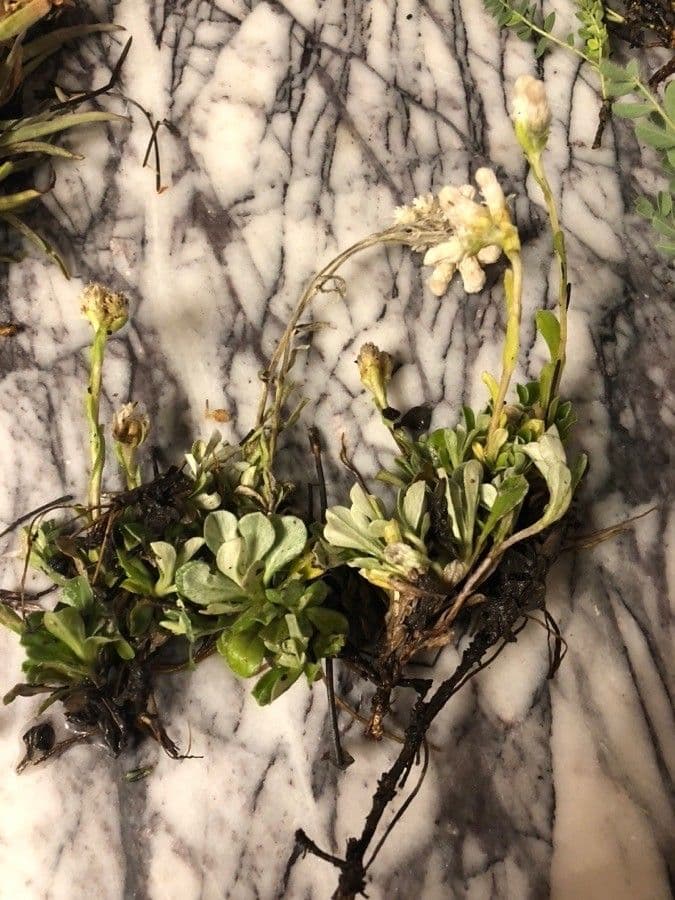 Antennaria alpina 3