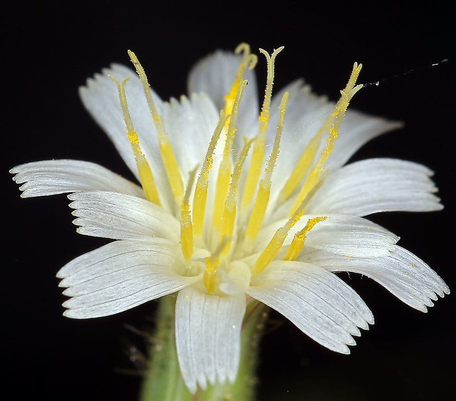 Hieracio blanco 7