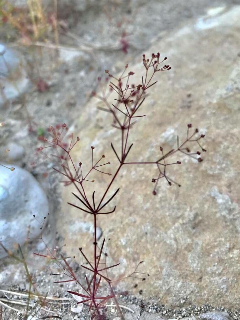 Rubiacea 4
