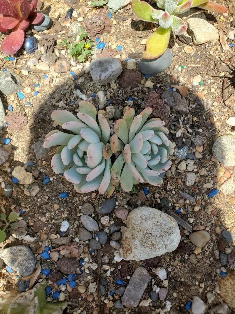 Pachyphytum 11