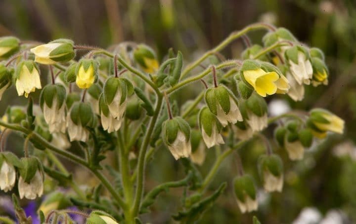 Emmenanthe penduliflora 4
