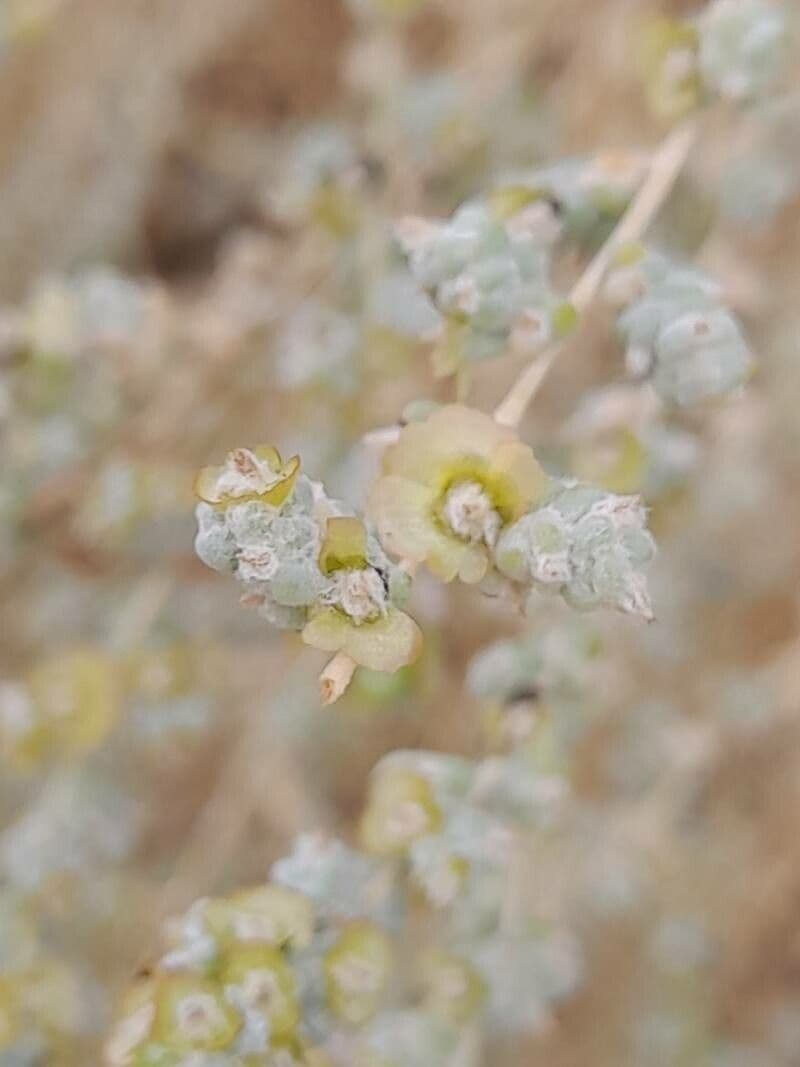 Caroxylon 3