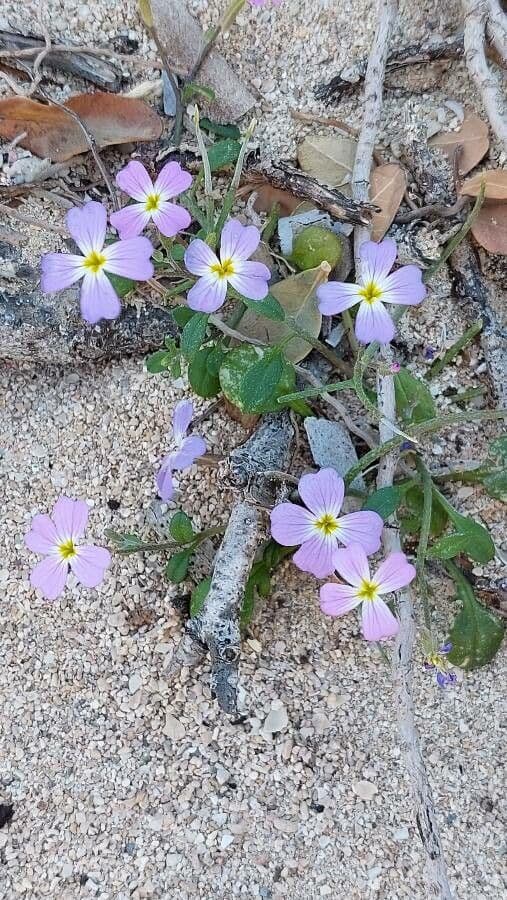 Malcolmia flexuosa 11