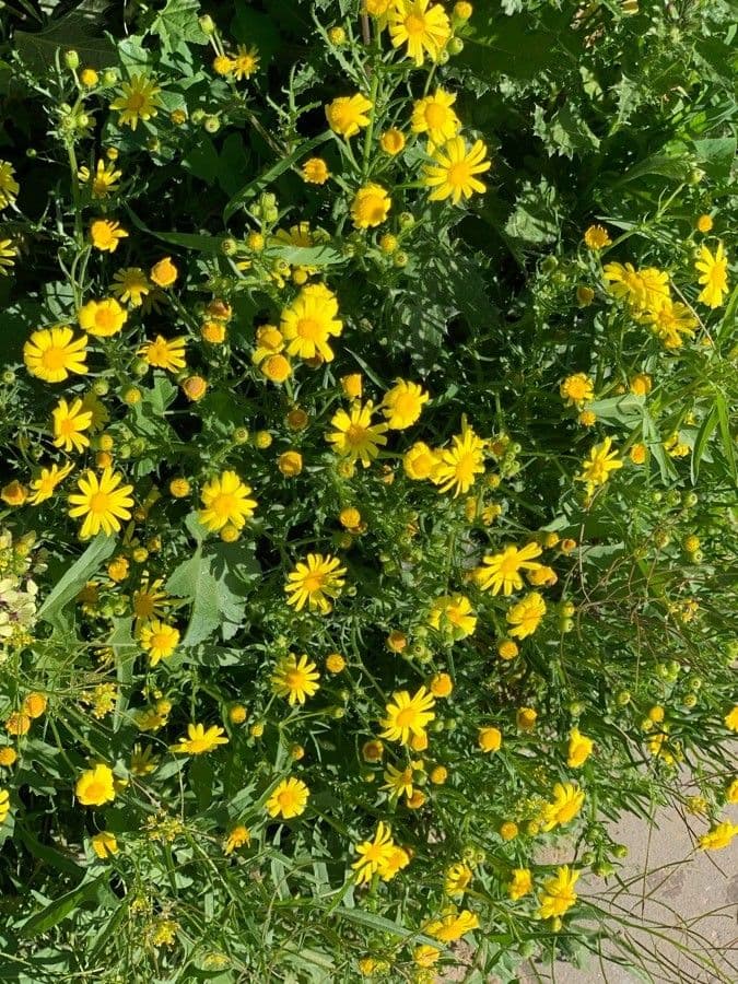 Senecio glauco 7